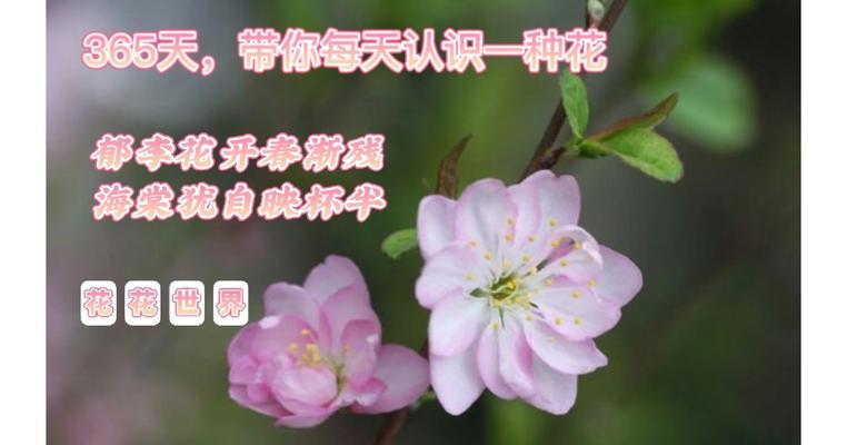 什么花的花语是执着？哪种花代表坚定不移的爱情？