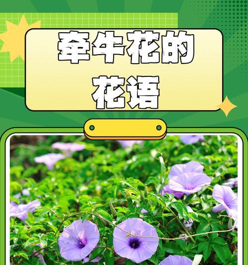 什么花的花语是执着？哪种花代表坚定不移的爱情？