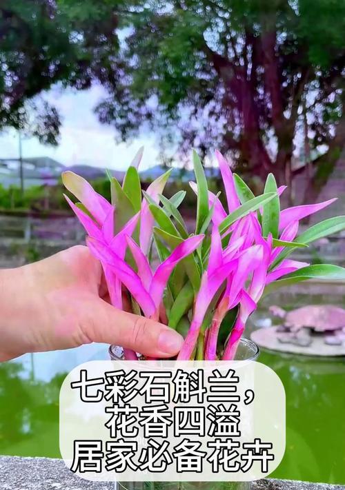 石斛的花语大全及寓意是什么？石斛花语有哪些？