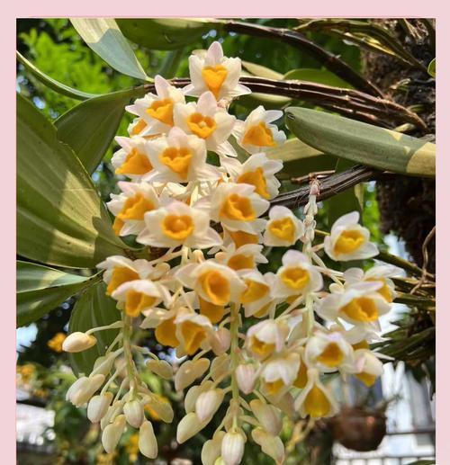 石斛的花语大全及寓意是什么？石斛花语有哪些？
