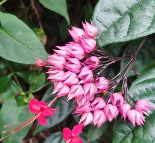 最靓的龙吐珠花语是什么？这种花语有何独特之处？