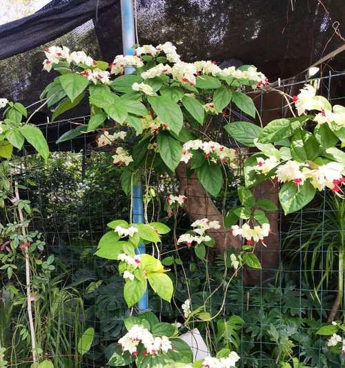最靓的龙吐珠花语是什么？这种花语有何独特之处？