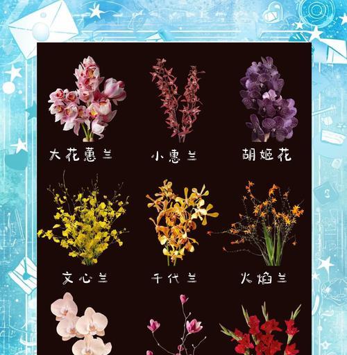 芷兰兰花的花语是什么？芷兰兰花象征着什么？