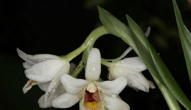 芷兰兰花的花语是什么？芷兰兰花象征着什么？