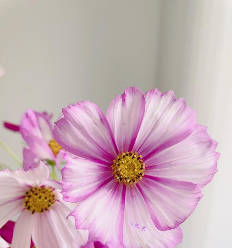 自信美丽强大悦己的花语代表什么？哪种花能表达这种花语？
