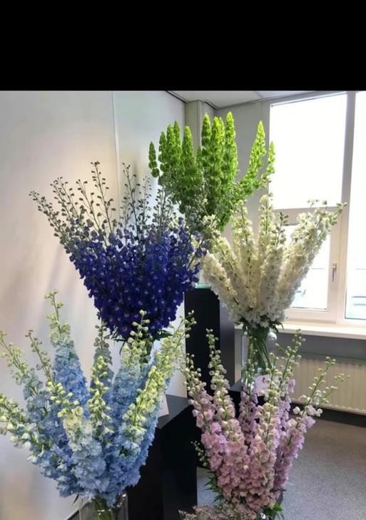 自信美丽强大悦己的花语代表什么？哪种花能表达这种花语？