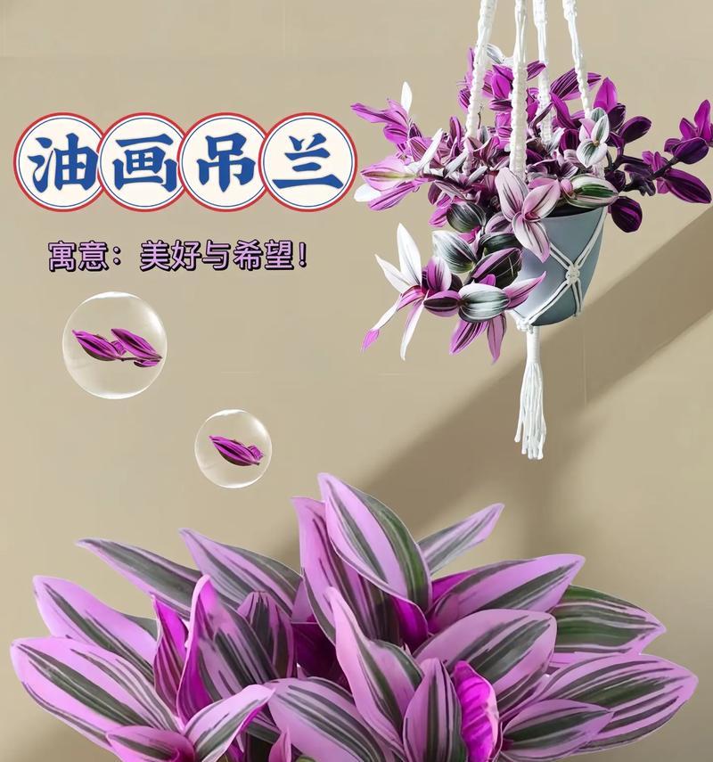 自信美丽强大悦己的花语代表什么？哪种花能表达这种花语？