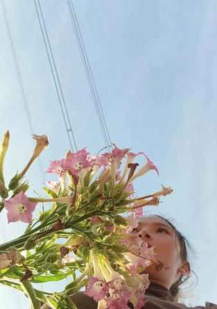 绿植烟花的花语和寓意是什么？