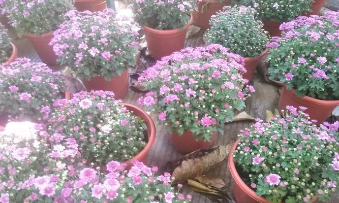 绿植烟花的花语和寓意是什么？