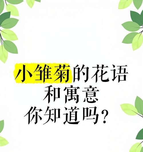 小雏菊在三八节的花语代表什么？