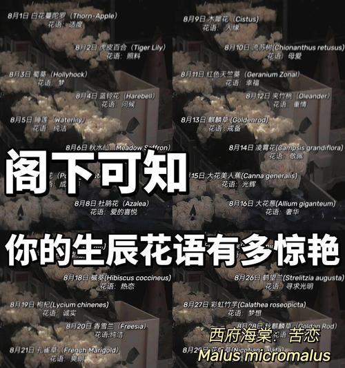 郁闷玫瑰的花语是什么呢？八月24日生日花语是什么？