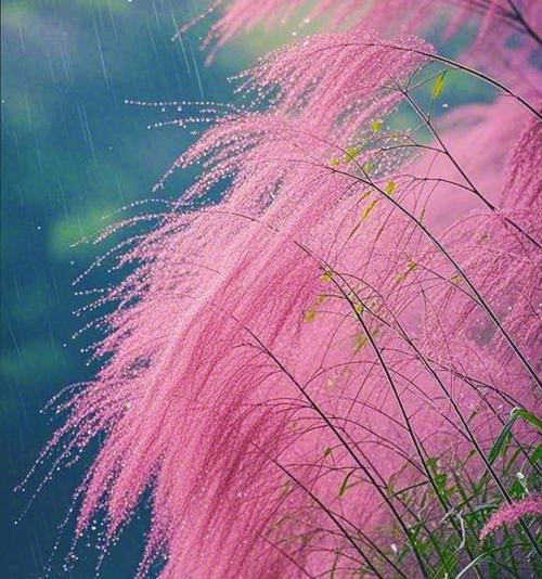 粉黛花的花语究竟表达了什么？