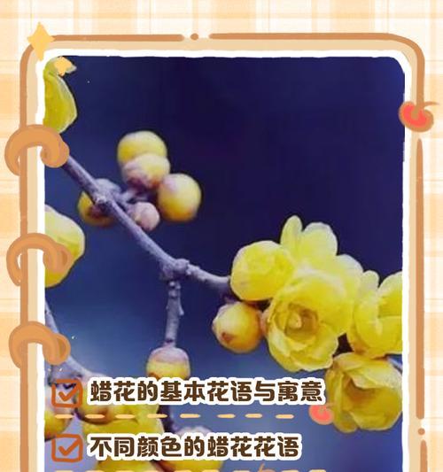花搭配其他花花语是什么？不同花的组合有何特别含义？