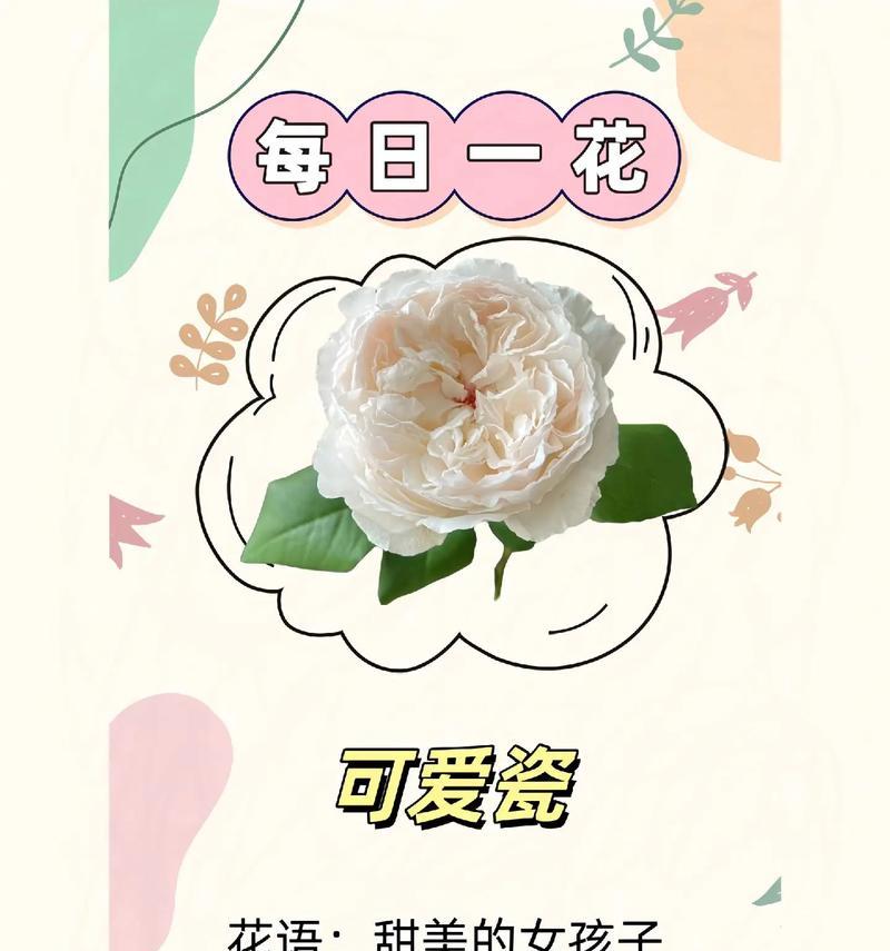 花样甜心派对花语是什么？它有什么特别的含义吗？