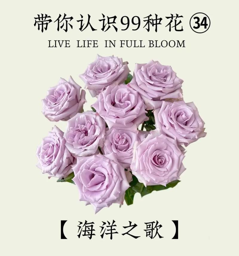 花样甜心派对花语是什么？它有什么特别的含义吗？