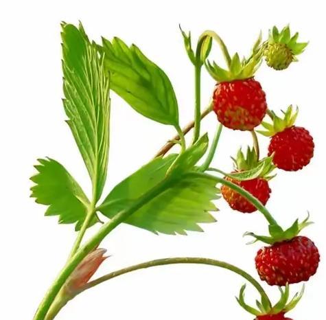 9个草莓的花语和寓意是什么？草莓花语有何特别之处？