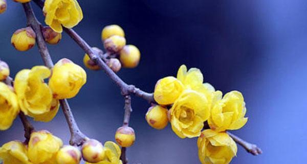 混色腊梅花代表了什么？