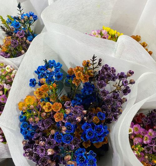 混色腊梅花代表了什么？