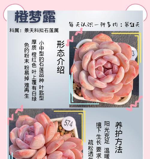 冬雪莲的花语是什么？冬雪莲的寓意包含哪些内容？