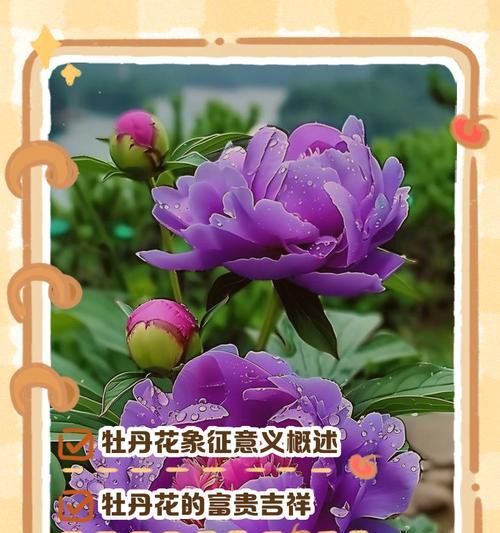 12朵花代表了什么意义？