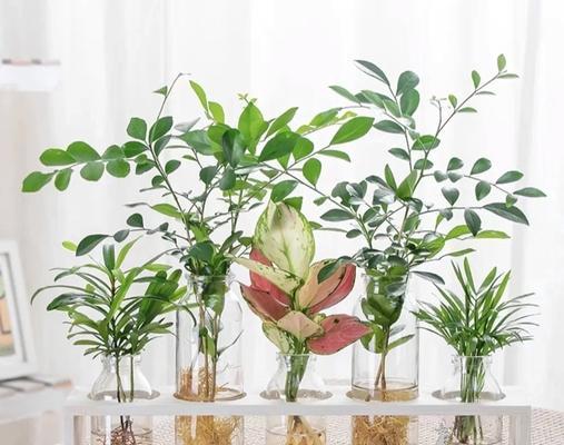 绿萝的寓意和花语是什么？水仙花语相近的植物有哪些？