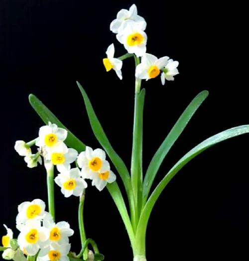 绿萝的寓意和花语是什么？水仙花语相近的植物有哪些？