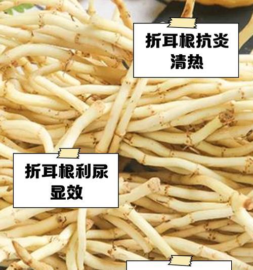 折耳根在中国的花语是什么？折耳根在花语中象征着什么？