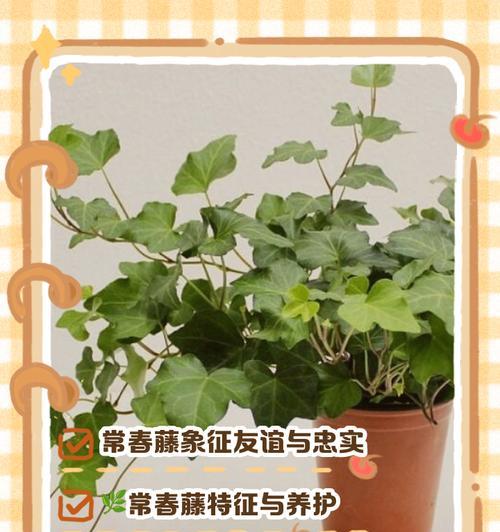 水边生长的植物有哪些特别的花语和寓意？
