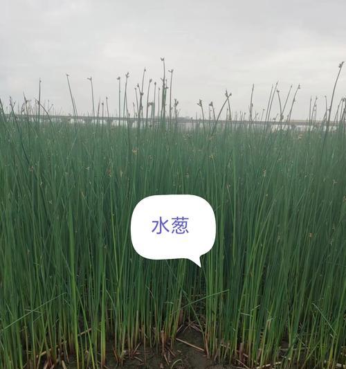 水边生长的植物有哪些特别的花语和寓意？