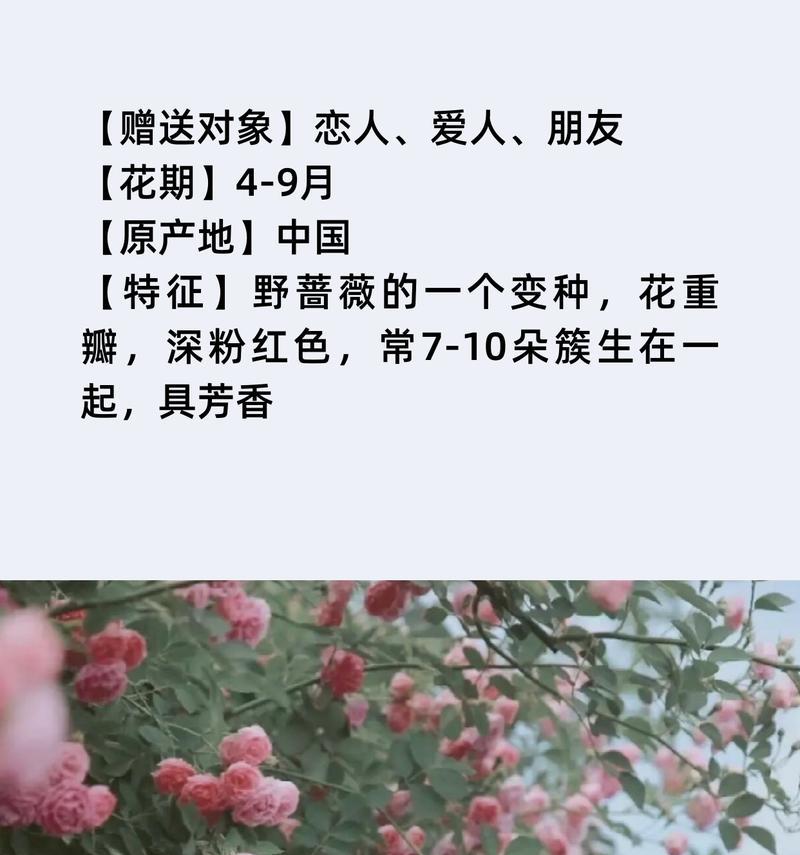 七月的花语有哪些浪漫的含义？