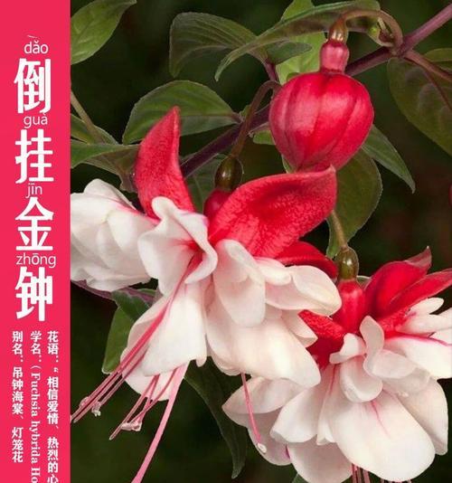 吊钟花语和寓意有哪些？