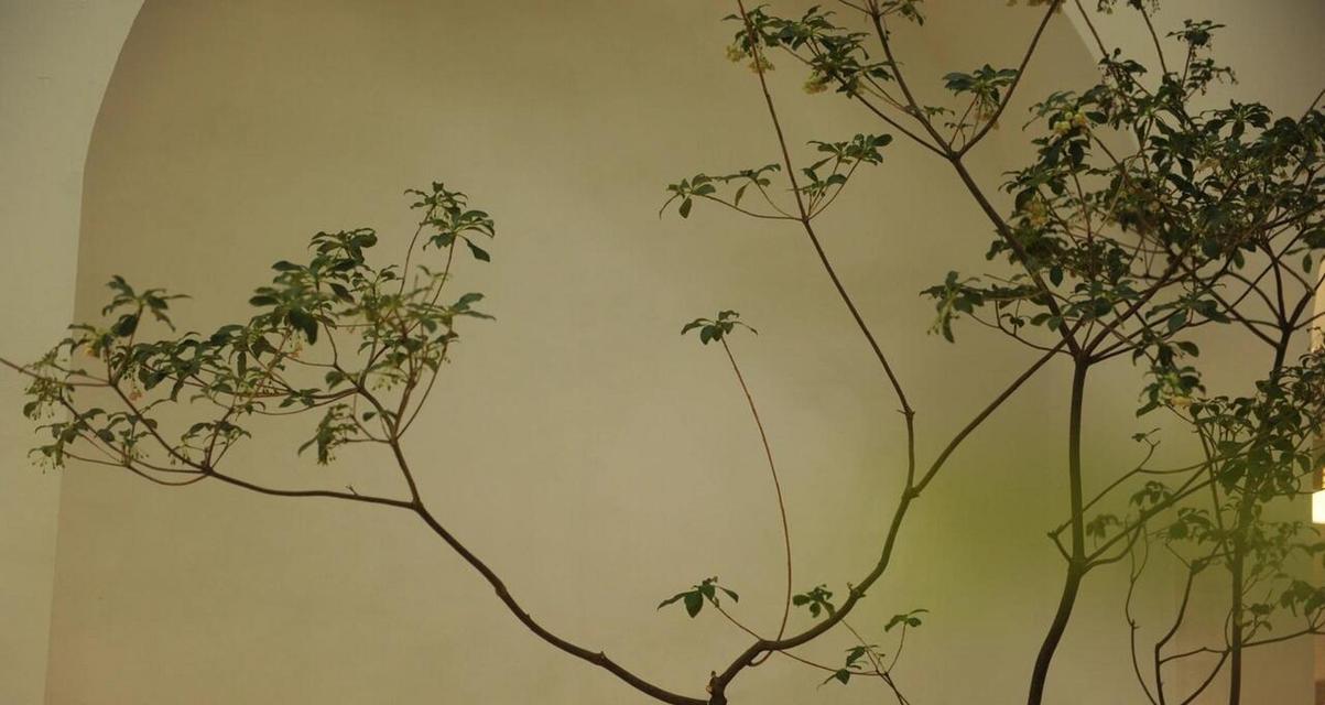 吊钟花语和寓意有哪些？