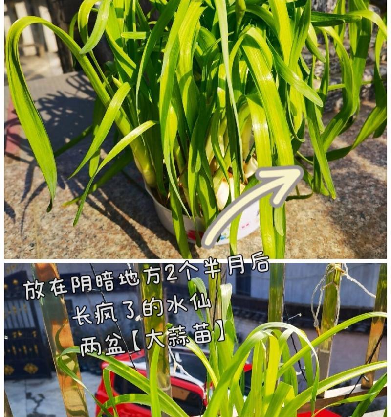 水仙蒜头的花语有何寓意？