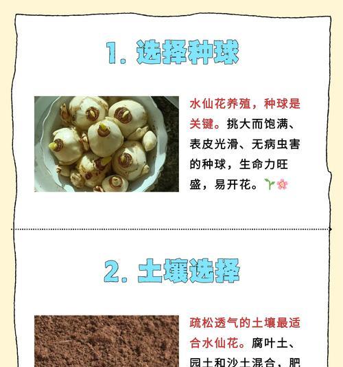 水仙蒜头的花语有何寓意？