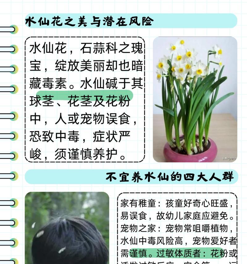 水仙蒜头的花语有何寓意？