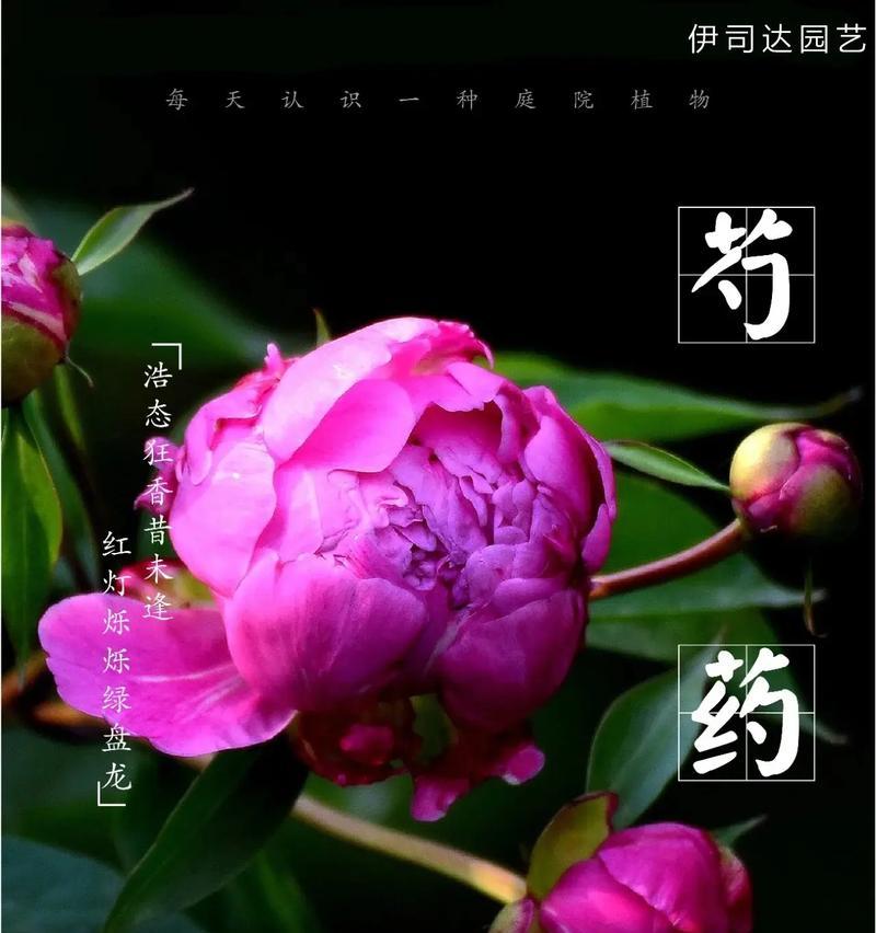 芍药花的花语有哪些含义？它代表了什么情感？