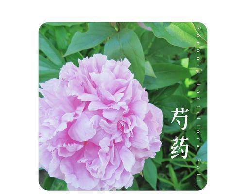 芍药花的花语有哪些含义？它代表了什么情感？