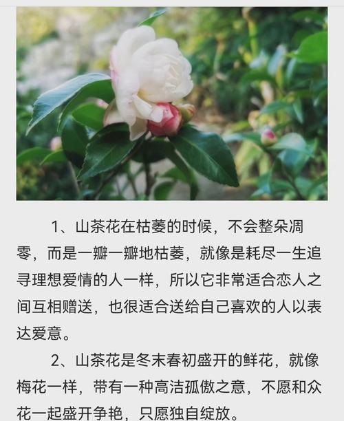 守在身边的爱花语代表什么？用什么花来表达？