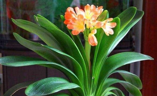 君子兰和杜鹃搭配的花语有何特别？