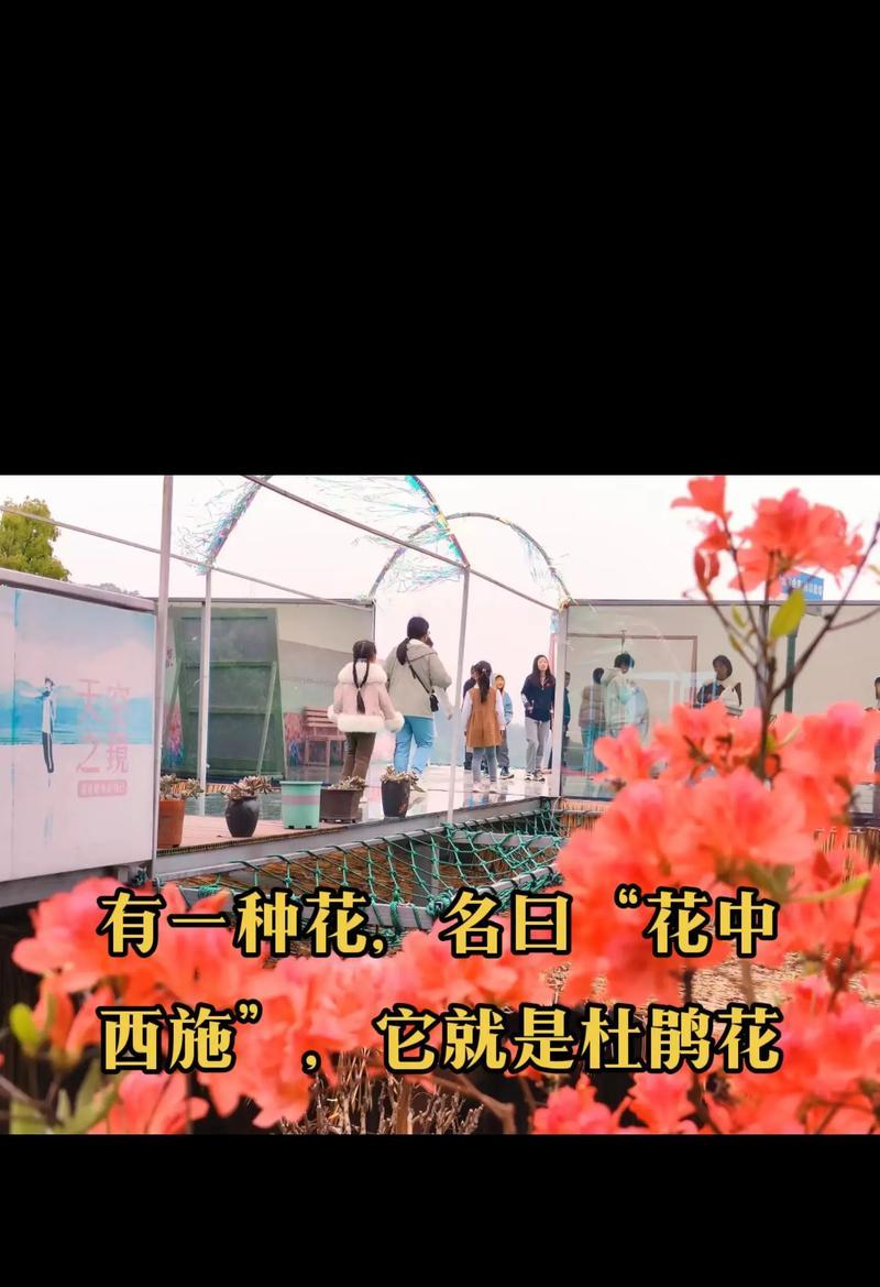 君子兰和杜鹃搭配的花语有何特别？