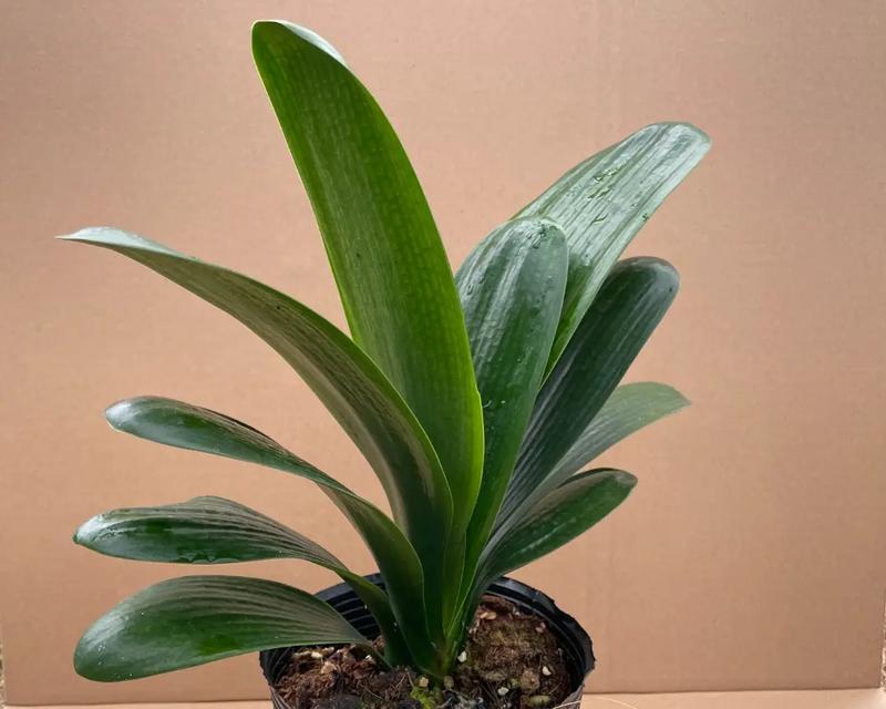 君子兰和杜鹃搭配的花语有何特别？