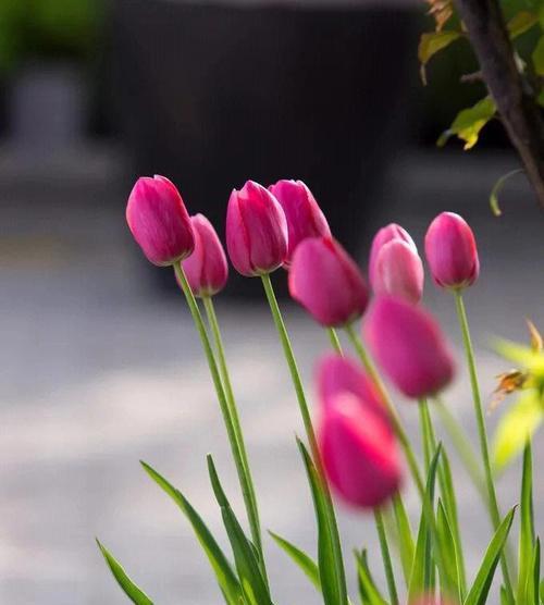 郁金香这个好听的花名有何花语？它象征着什么？