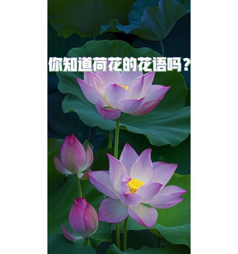 荷花主题的花语有何特别之处？