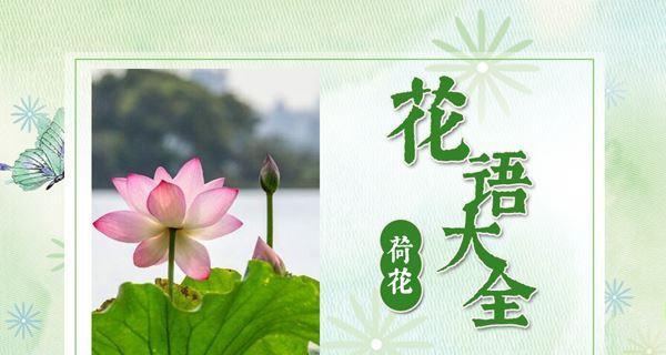 荷花主题的花语有何特别之处？