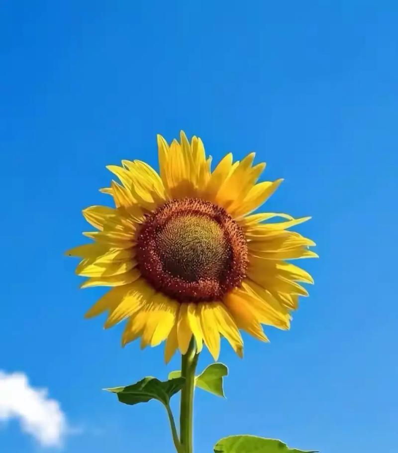 听别离开的花语含义？哪种花代表不离不弃？
