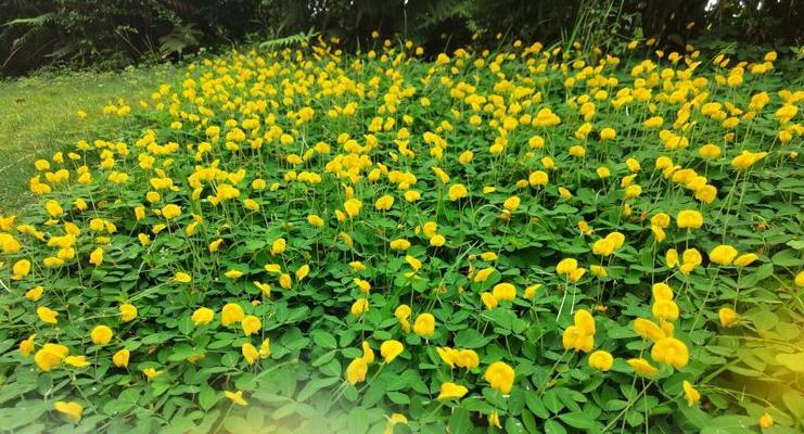 花生十三十字的花语是什么？花生花语有哪些含义？