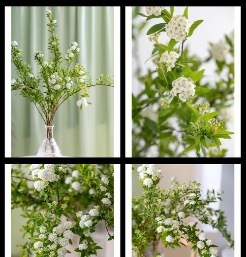 柳叶玫瑰的花语有何含义？
