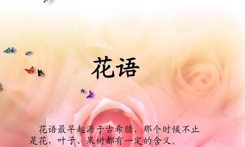 柳叶玫瑰的花语有何含义？