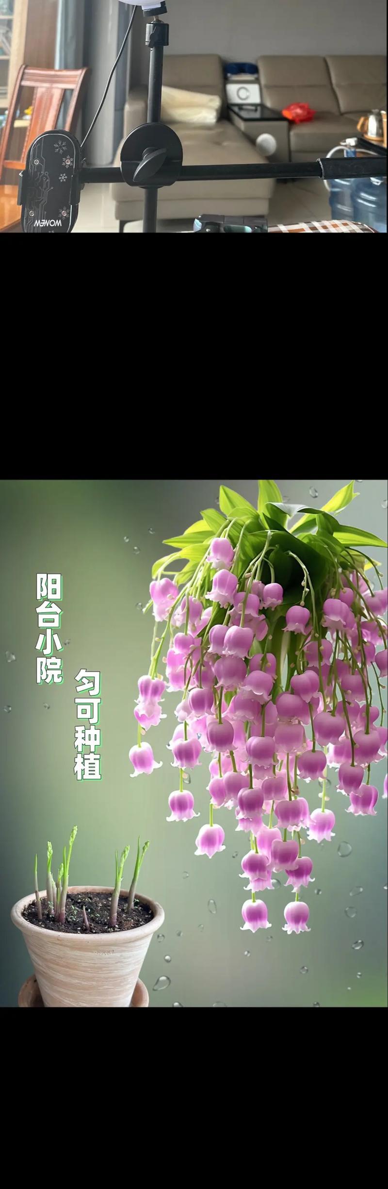 铃兰花节的铃兰花语代表什么？铃兰花语有哪些独特之处？