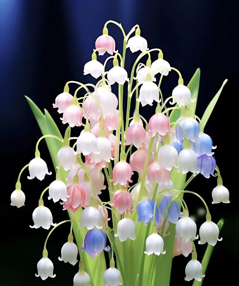 铃兰花节的铃兰花语代表什么？铃兰花语有哪些独特之处？